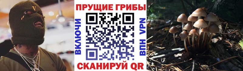OMG вход  Ряжск  Галлюциногенные грибы Cubensis 